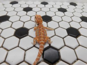 Male Hypo Tiger possible Het Trans