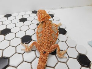 Female 66% het Hypo/Trans