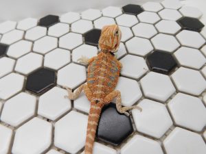 Female Hypo Tiger possible Het Trans