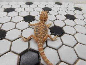 Male Hypo Leather Tiger possible Het Trans