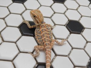 Male Hypo Leather Tiger possible Het Trans