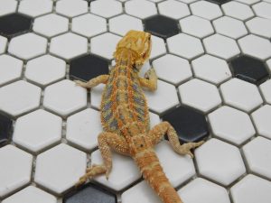Female Hypo Tiger possible Het Trans