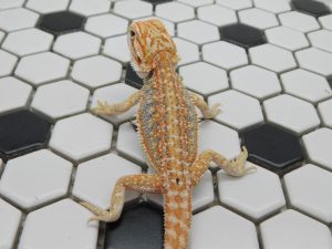 Female Hypo Dunner Tiger possible Het Trans