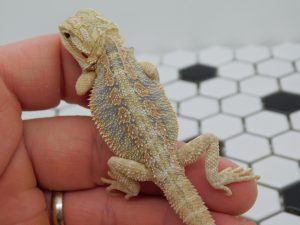 Male Hypo Tiger Possible Het Trans