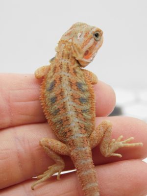 Male Hypo Trans