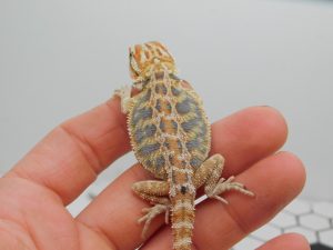 Female Hypo Tiger possible Het Trans
