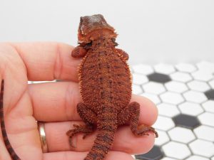 Male Red Monster Trans 66% Het Hypo