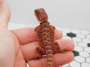 Male Red Monster 66% het Trans/Hypo
